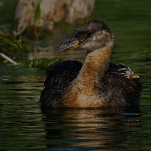 Red-necked Grebe