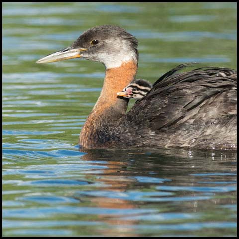 Red-necked Grebe