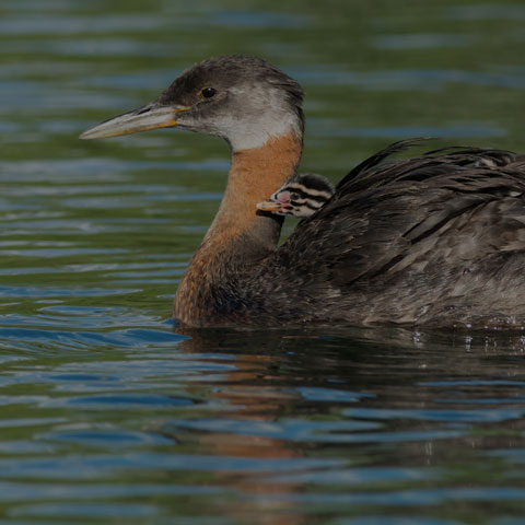 Red-necked Grebe