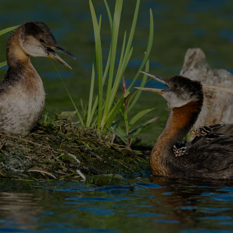Red-necked Grebe