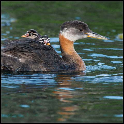 Red-necked Grebe