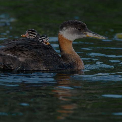 Red-necked Grebe