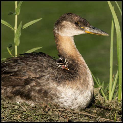Red-necked Grebe