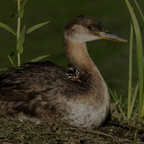 Red-necked Grebe
