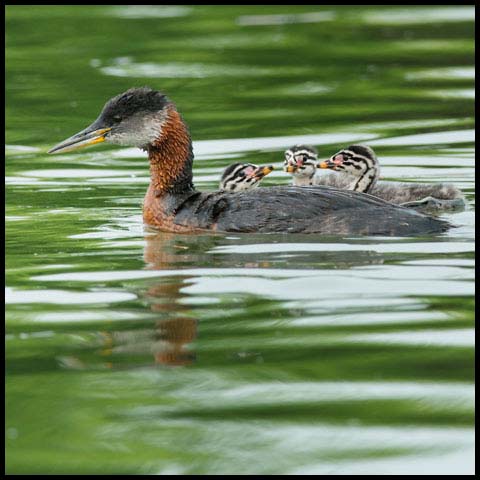 Red-necked Grebe