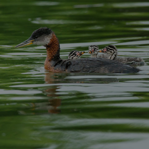 Red-necked Grebe