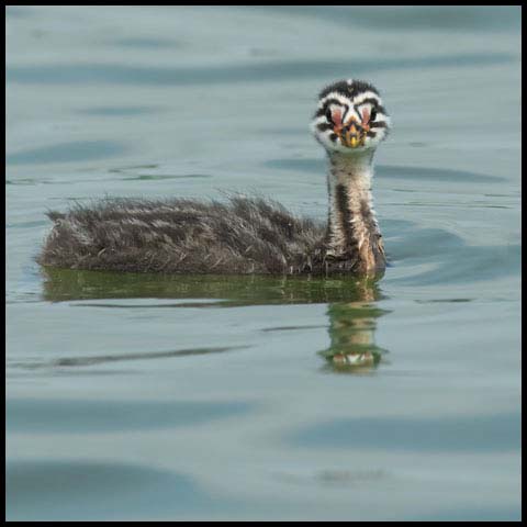 Red-necked Grebe
