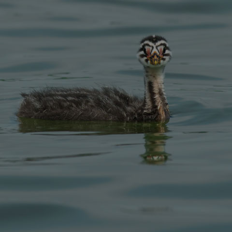 Red-necked Grebe