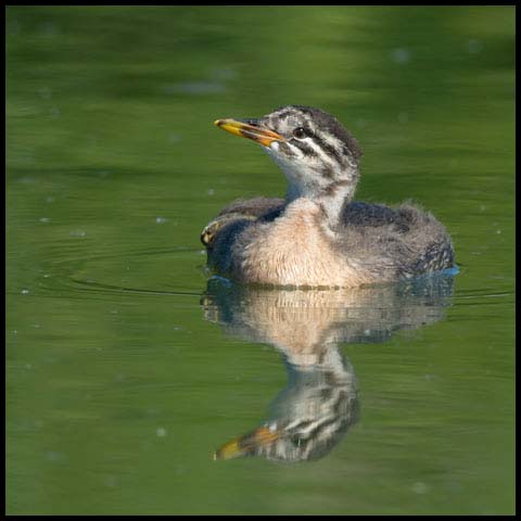 Red-necked Grebe