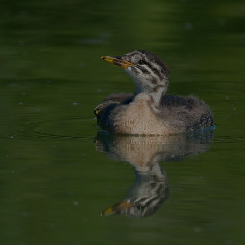 Red-necked Grebe