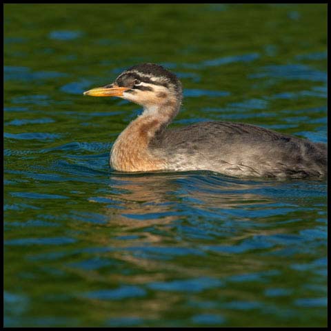 Red-necked Grebe