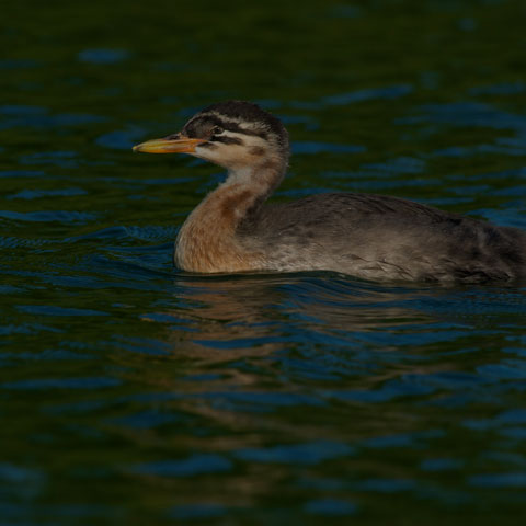 Red-necked Grebe