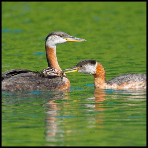 Red-necked Grebe