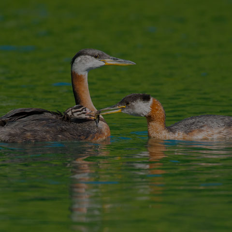 Red-necked Grebe