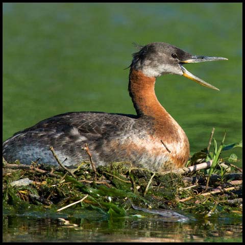 Red-necked Grebe