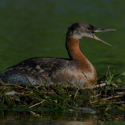 Red-necked Grebe