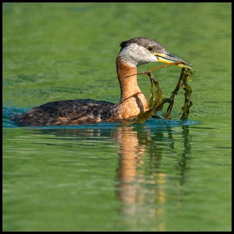 Red-necked Grebe