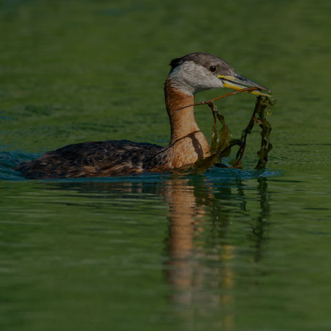 Red-necked Grebe