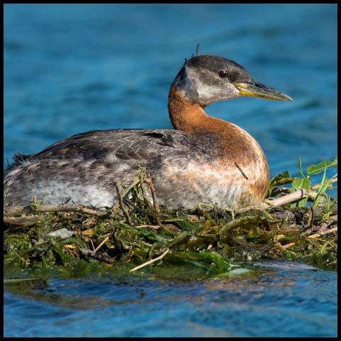 Red-necked Grebe
