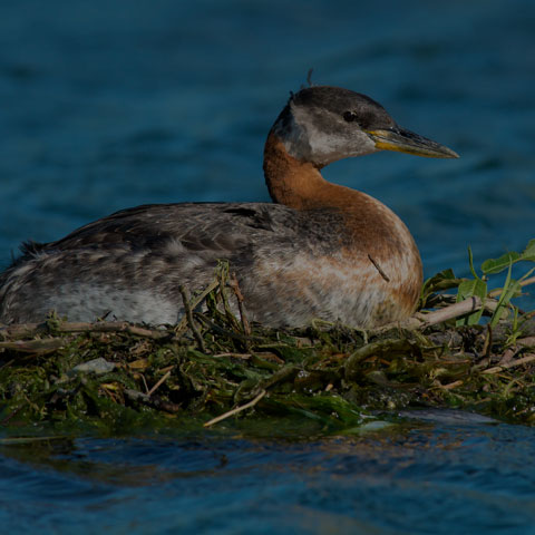 Red-necked Grebe