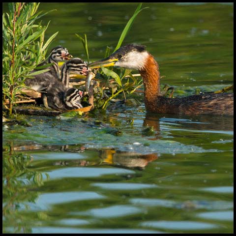 Red-necked Grebe