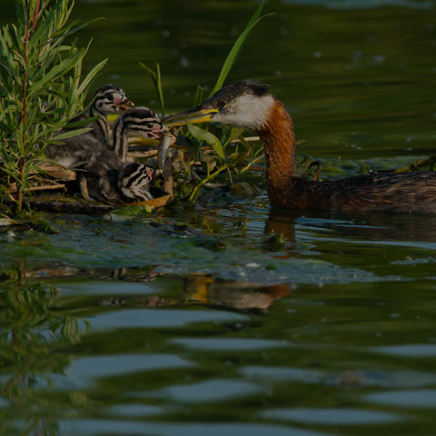 Red-necked Grebe