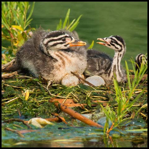 Red-necked Grebe
