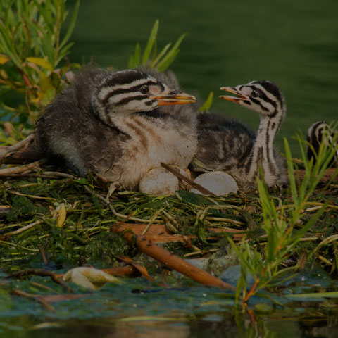 Red-necked Grebe