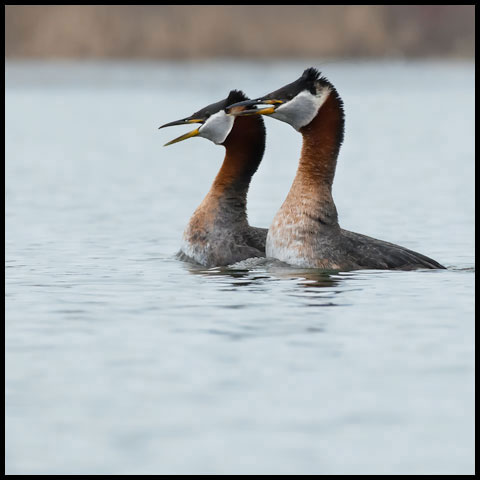 Red-necked Grebe