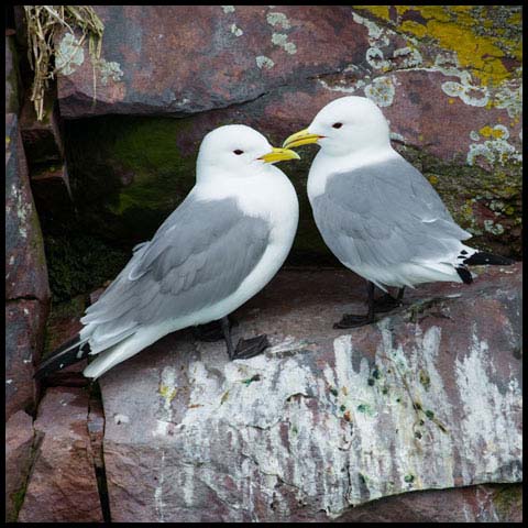 Black-legged Kittiwake