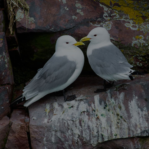 Black-legged Kittiwake