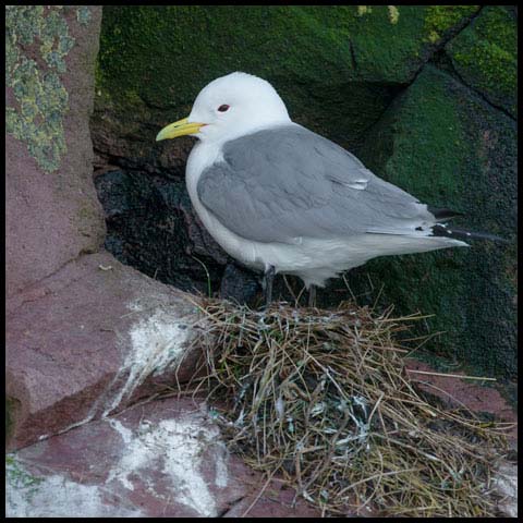 Black-legged Kittiwake