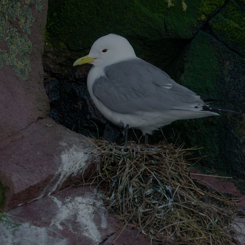 Black-legged Kittiwake