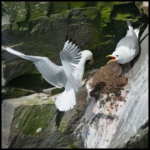 Black-legged Kittiwake