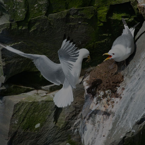 Black-legged Kittiwake