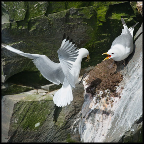 Black-legged Kittiwake