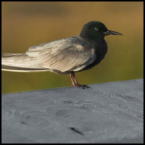 Black Tern