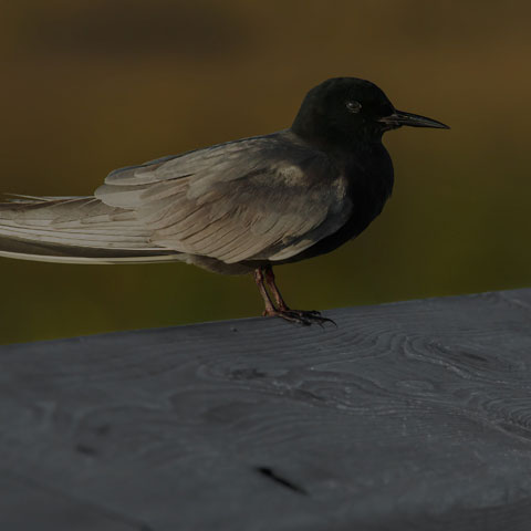 Black Tern