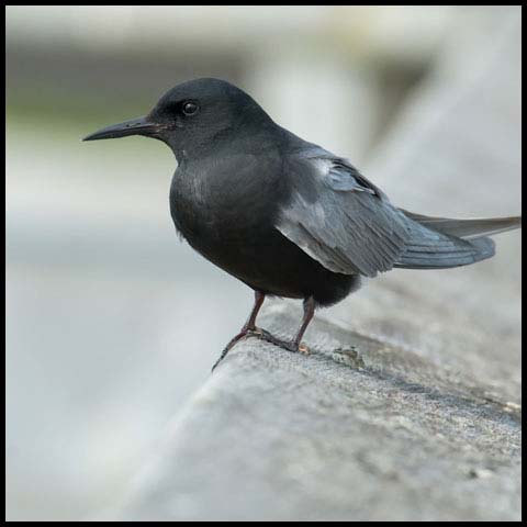 Black Tern