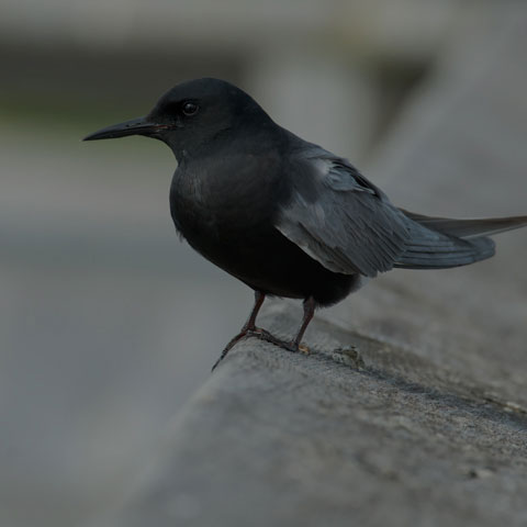 Black Tern