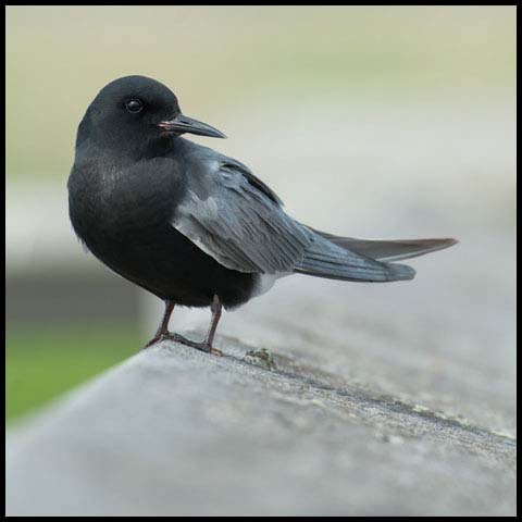 Black Tern