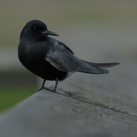 Black Tern