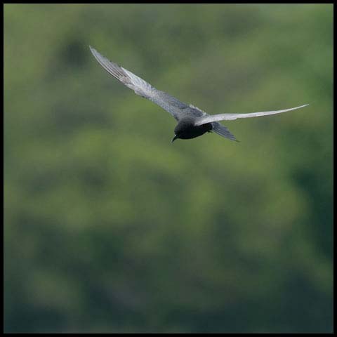 Black Tern