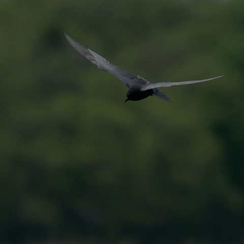 Black Tern