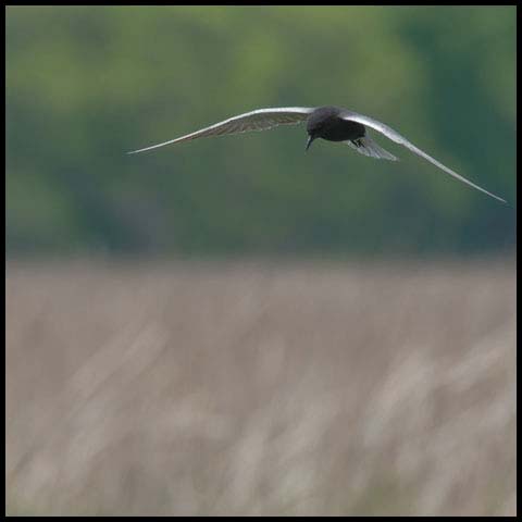 Black Tern
