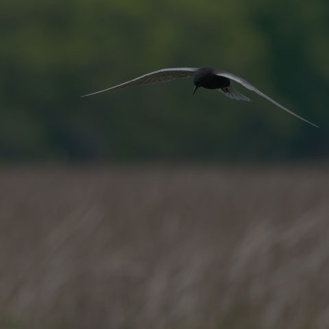 Black Tern