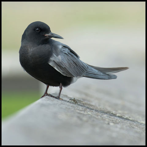 Black Tern