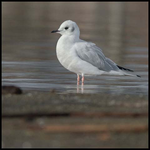 Bonaparte's Gull