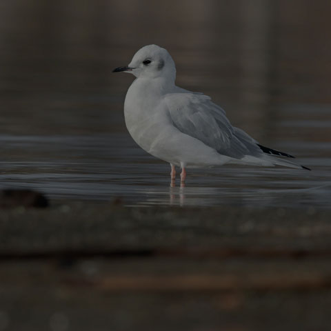 Bonaparte's Gull