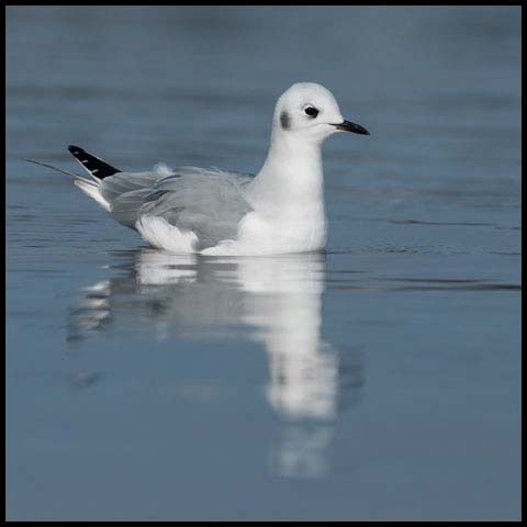 Bonaparte's Gull